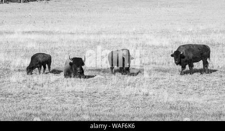 Quattro Beefalos o Cattalos su un pascolo, attraversamento di bisonti americani (Bison bison) e gli animali domestici della specie bovina (Bos taurus), il Parco Nazionale del Grand Canyon, Nord Foto Stock