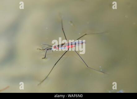 Stagno comune skater (Gerris lacustris) con acari rossi sulla superficie dell'acqua, Baviera, Germania Foto Stock