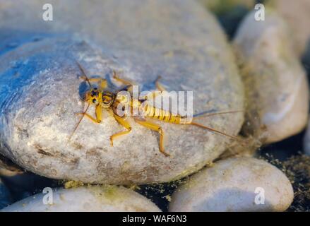 Le larve di stonefly (Plecotteri) su pietra in acque poco profonde, Isar, Baviera, Germania Foto Stock