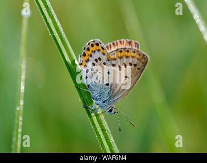 Idas blu (Plebejus idas), riserva Isarauen, Baviera, Germania Foto Stock