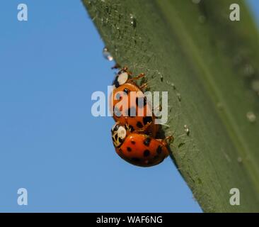 Asian lady beetle (Harmonia axyridis), sul gambo reed presso l'associazione, Baviera, Germania Foto Stock