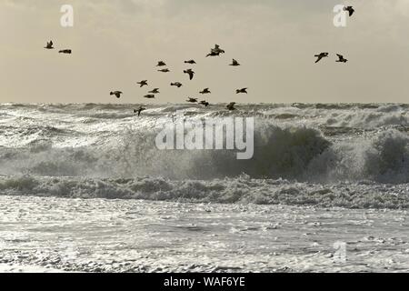 Europea di gabbiani reali (Larus argentatus) volare sopra il tempestoso Mare del Nord, Sylt, Nord Isole Frisone, Frisia settentrionale, Schleswig-Holstein, Germania Foto Stock