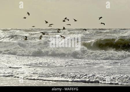 Europea di gabbiani reali (Larus argentatus) volare sopra il tempestoso Mare del Nord, Sylt, Nord Isole Frisone, Frisia settentrionale, Schleswig-Holstein, Germania Foto Stock