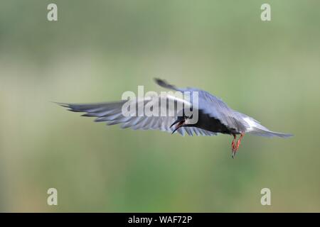 Black Tern (Chlidonias niger), volo studio, all'inizio di moulting dall allevamento del piumaggio al piumaggio invernale, Parco Naturale Peental Foto Stock