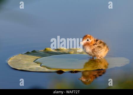 Black Tern (Chlidonias niger), sei giorni chick in piedi su un giglio di acqua foglie, Parco Naturale Peental, Meclemburgo-Pomerania, Germania Foto Stock