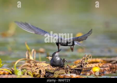 Black Tern (Chlidonias niger), alimentazione di corteggiamento, maschio femmina presenta un pesce nel suo nido, Parco Naturale Peental, Meclemburgo-Pomerania, Germania Foto Stock