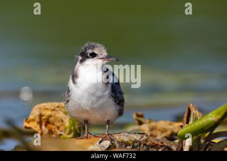 Black Tern (Chlidonias niger), 24 giorni battenti animale giovane in piedi sull'acqua impianti presso il nido, Parco Naturale Peental, Meclemburgo Foto Stock