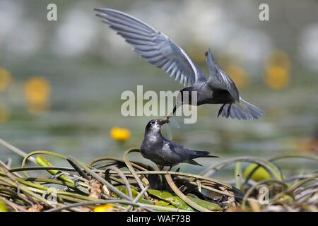 Black Tern (Chlidonias niger), alimentazione di corteggiamento, maschio femmina presenta grandi dragonfly nel nido, Parco Naturale Peental, Meclemburgo-Pomerania Occidentale Foto Stock