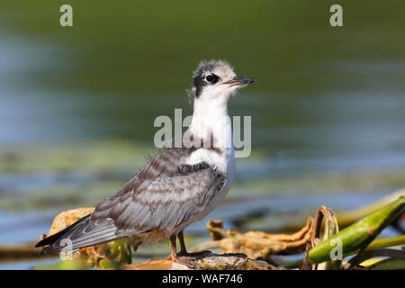 Black Tern (Chlidonias niger), 24 giorni battenti animale giovane in piedi sull'acqua impianti presso il nido, Parco Naturale Peental, Meclemburgo Foto Stock