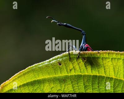 Curculione giraffa (Trachelophorus giraffa) guarda fuori da dietro la foglia, Ranomafana Parco Nazionale di Ranomafana, a sud-est del Madagascar, Madagascar Foto Stock