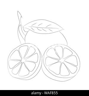 La verdura e la frutta linee di disegno, vettore, sfondo bianco Illustrazione Vettoriale