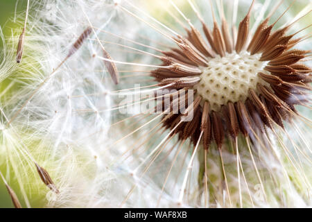 Orologio di tarassaco semi vicino fino in sole al mattino Foto Stock