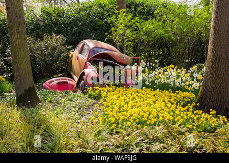 Il Keukenhof Lisse, Paesi Bassi - 18 Aprile 2019: il punto di vista del letto di fiori con il bianco e il giallo narcisi fatta di vecchia auto nel parco Keukenhof, il mondo Foto Stock