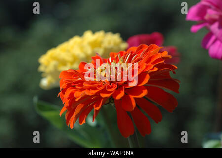 Zinnias di diversi colori fiorì nel giardino estivo Foto Stock