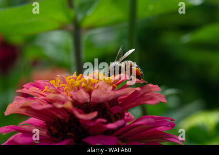 Ripresa macro di un Bumble Bee impollinatori una zinnia fiore Foto Stock