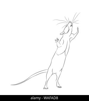 Le linee del mouse, il vettore. Sfondo bianco Illustrazione Vettoriale
