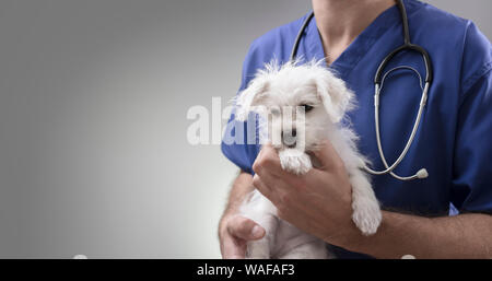 Medico Veterinario holding ed esaminando un Westie Maltese Cross cucciolo con uno stetoscopio Foto Stock