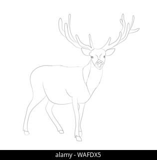 Il cervo sorge disegno di linee, vettore, sfondo bianco Illustrazione Vettoriale