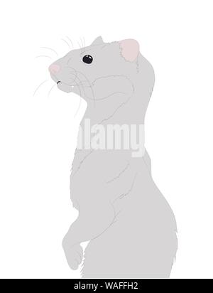 Ferret o ritratto di visone illustrazione vettoriale, colore per il disegno, il vettore, sfondo bianco Illustrazione Vettoriale