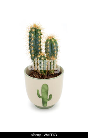 Cactus pianta in un vaso da fiori isolati su sfondo bianco Foto Stock