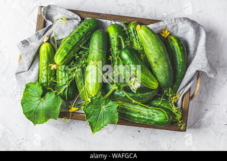 Verde cetriolo fresco in una scatola di legno su grigio chiaro superficie di cemento Tabella. Appartamento laico, vista dall'alto. Gmo verde cetrioli. Naturale di buon cibo. Foto Stock