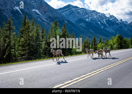 Bighorn (Ovis canadensis) accanto alla strada nelle montagne rocciose canadesi, il Parco Nazionale di Banff, Alberta, Canada
