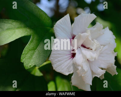 White Rose di Sharon, Hibiscus syriacus rose fiori malva Foto Stock