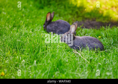 Due conigli pascolare sull'erba. Foto Stock