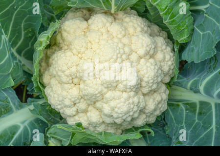Il cavolfiore cresce nel suolo organico nel giardino sulla zona di vegetali. Testa di cavolfiore in condizioni naturali di close-up. Foto Stock