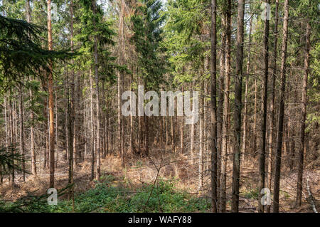 Danni forestali a causa della siccità e il bostrico in Germania Foto Stock