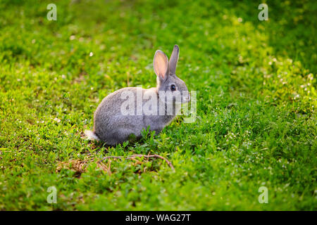 Simpatico coniglietto grigio seduto nell'erba. Foto Stock