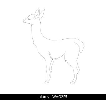 Illustrazione vettoriale di alpaca che si distingue, disegno, vettore, sfondo bianco Illustrazione Vettoriale