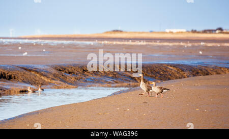 Greylag Geese sulle mudflats della Riserva Naturale Nazionale del ‘The Wash’ a bassa marea a Norfolk, Inghilterra Foto Stock