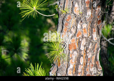 La ricrescita attraverso la corteccia bruciata e incendi boschivi dell'Isola Canarie pino (pinus canariensis) in Mirador de la Cumbrecita, La Palma Isole Canarie Foto Stock