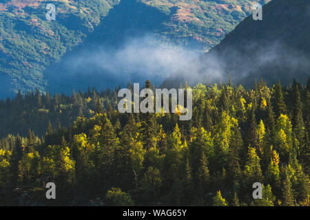 Nebbia di mattina sorge sopra gli alberi da Vagt vicino Lago di Seward in Alaska. Una solitaria di abeti cresce più alto rispetto al resto Foto Stock