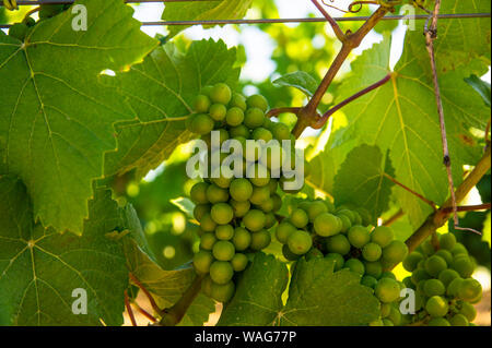 Le uve in vigna Foto Stock