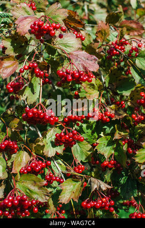 Carni rosse bacche in giardino Foto Stock