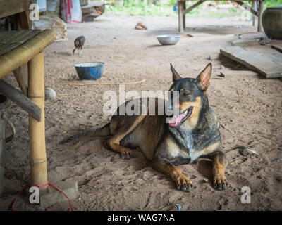 Un cane rilassante sul pavimento Foto Stock