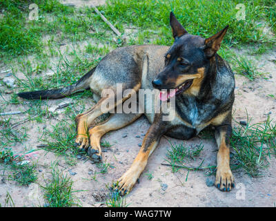 Un cane rilassante e fissare sul pavimento Foto Stock