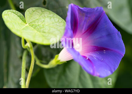 Un viola gloria di mattina (Latino - Ipomoea purpurea) fiore che sboccia in Austria Inferiore Foto Stock