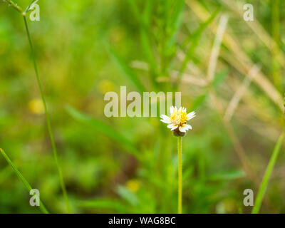 Fiori sulla luce del sole di mattina sfondo. Autunno sfondo del campo Foto Stock