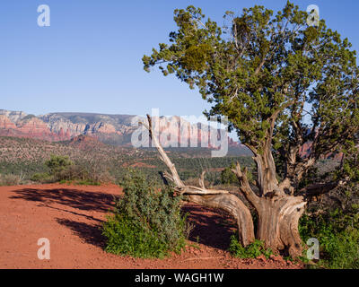 La molla panorama di Red Rock massiccio vicino a Sedona. Bellissimo albero con tronco biforcuto e verde in alto in primo piano, bassa sun - ombre lunghe Foto Stock