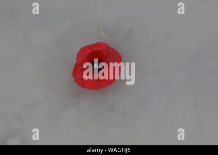 Latino di papavero Papaver rhoeas galleggianti in mare un ricordo fiore per vittime della guerra e i veterani Novembre 11, Anzac Day, Aprile 25, D-Day giugno 6 etc Foto Stock