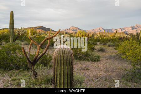 Paesaggio off organo a canne Cactus Nat, parco, diversi cactus in primo piano, Red Rock Mountains all'orizzonte, illuminato dal sole basso, vicino al tramonto Foto Stock