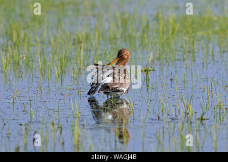 Nero-tailed godwit (Limosa limosa) maschio preening piume in acqua poco profonda di allagamento del prato in primavera Foto Stock