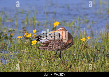 Nero-tailed godwit (Limosa limosa) maschio preening piume sulla riva di allagamento del prato in primavera Foto Stock