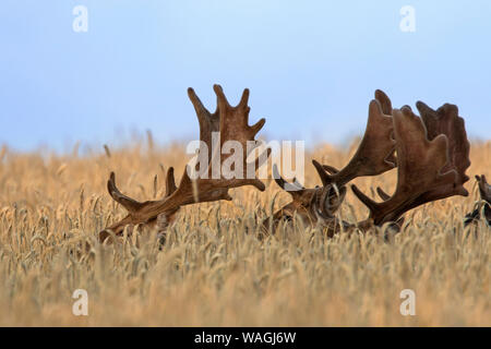 Daini (Dama Dama) bucks con corna coperta in velluto rovistando nel campo di grano in estate Foto Stock