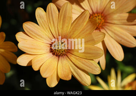Giallo daisy africani, Margherita occhio di bue o Cape calendula nome latino dimorphotheca trago o osteospermum famiglia girasole o calendulae un perenne herb Foto Stock