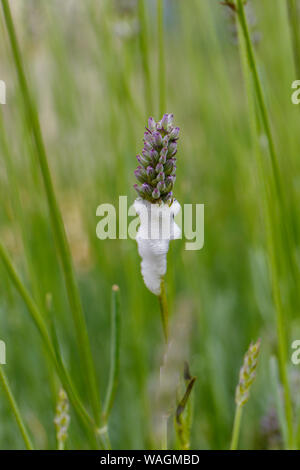 Il cuculo (spit) saliva in un impianto di lavanda prodotta dalla ninfa Froghopper (Philaenus spumarius) Foto Stock