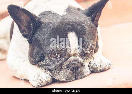 Carino bulldog francese con espressione annoiata Foto Stock